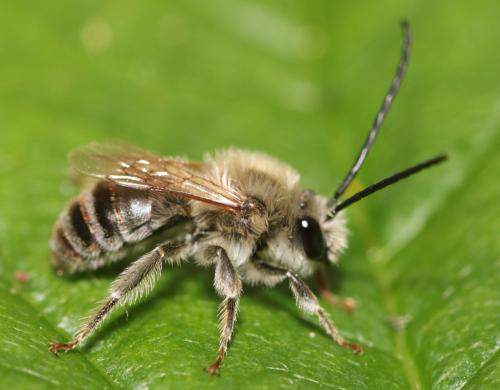 Eucera clypeata